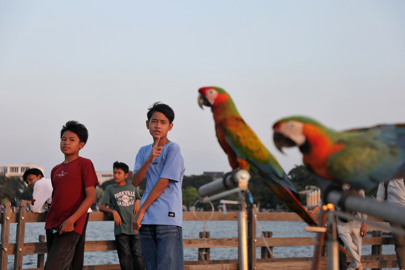 2.komunitas Burung Beo Pacman melakukan free fly burung Macaw.jpg