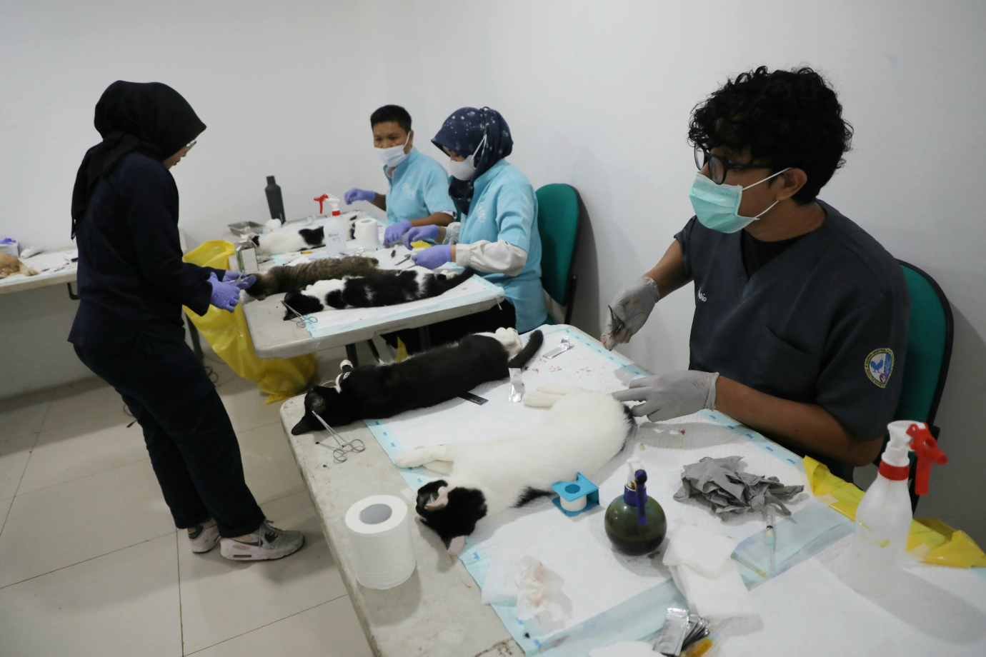 03 128 Kucing Jantan Disteril di Jakarta Pusat_3.jpg