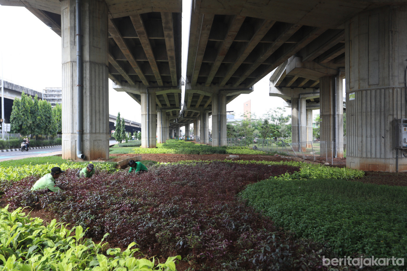 6 Jaga Keindahan Kota, Sudintamhut Rawat Tanaman Hias di DI Panjaitan_6.jpg
