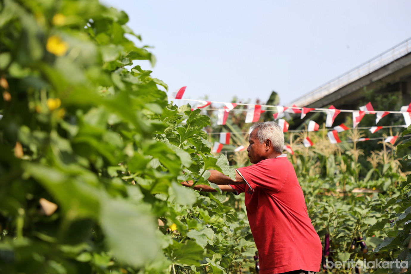 2.Warga RW 12 Cipinang Melayu Manfaatkan Lahan Tidur untuk Urban Farming.jpg