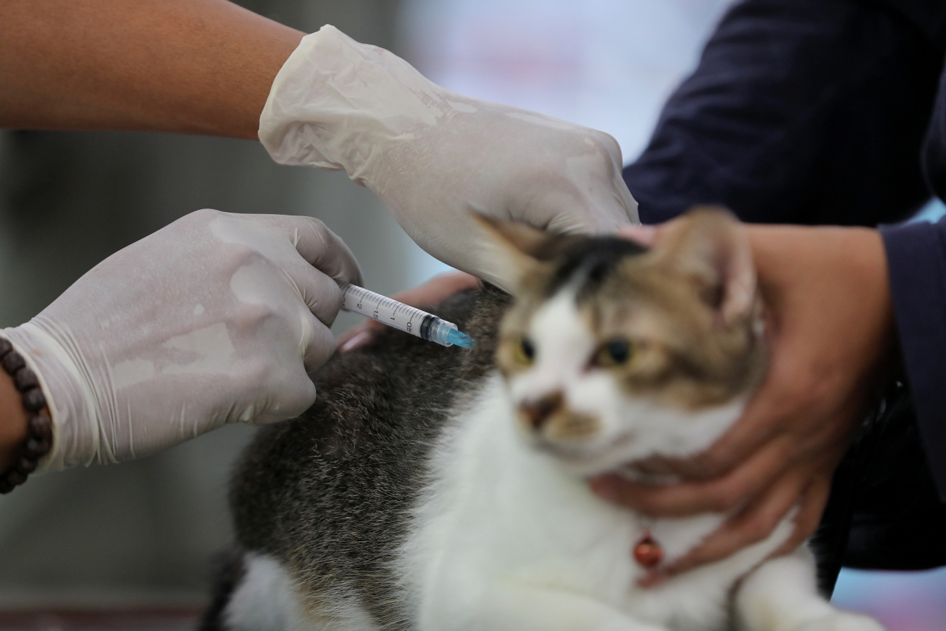 5.Vaksinasi Rabies di Jagakarsa.jpg