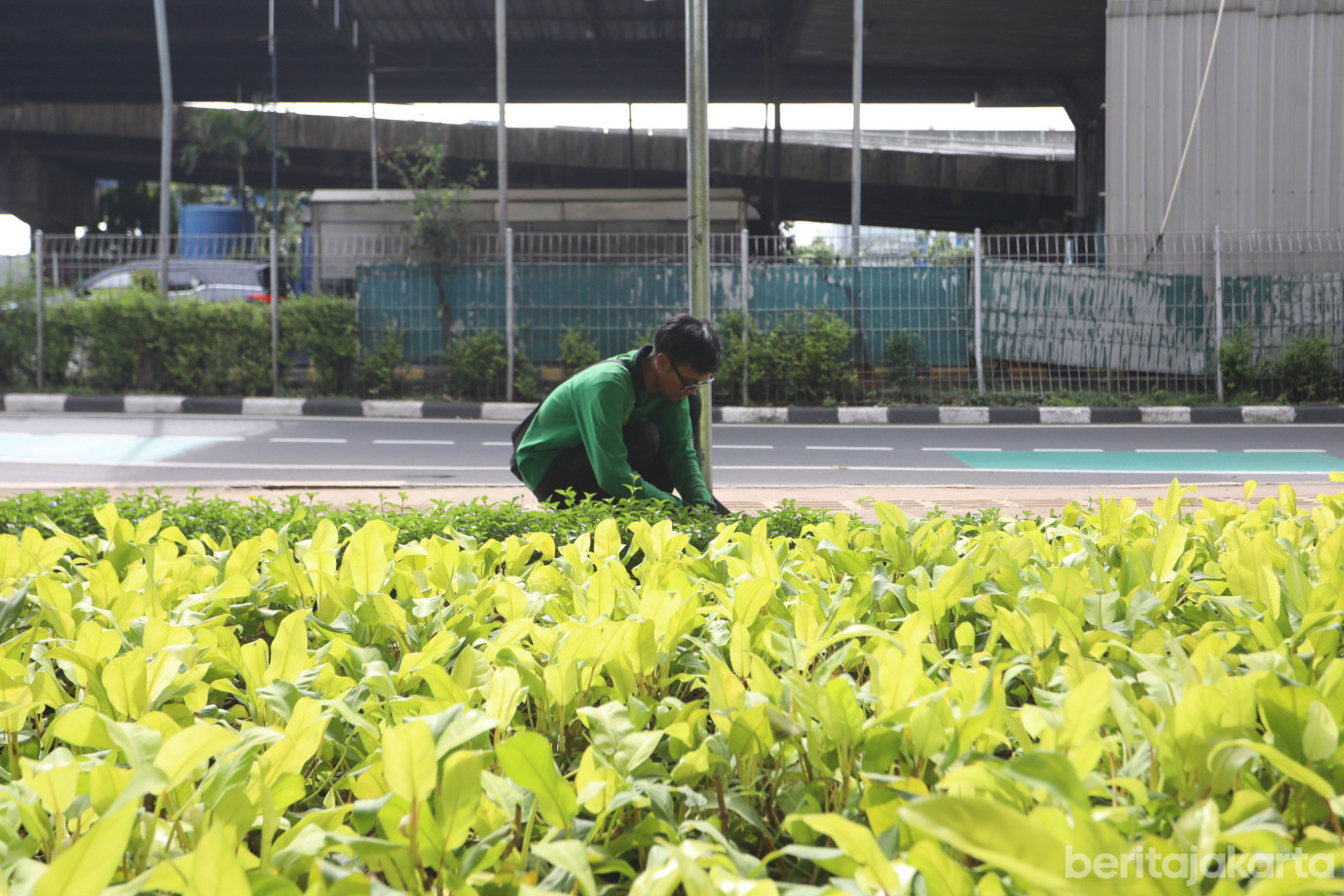 3 Jaga Keindahan Kota, Sudintamhut Rawat Tanaman Hias di DI Panjaitan_3.jpg
