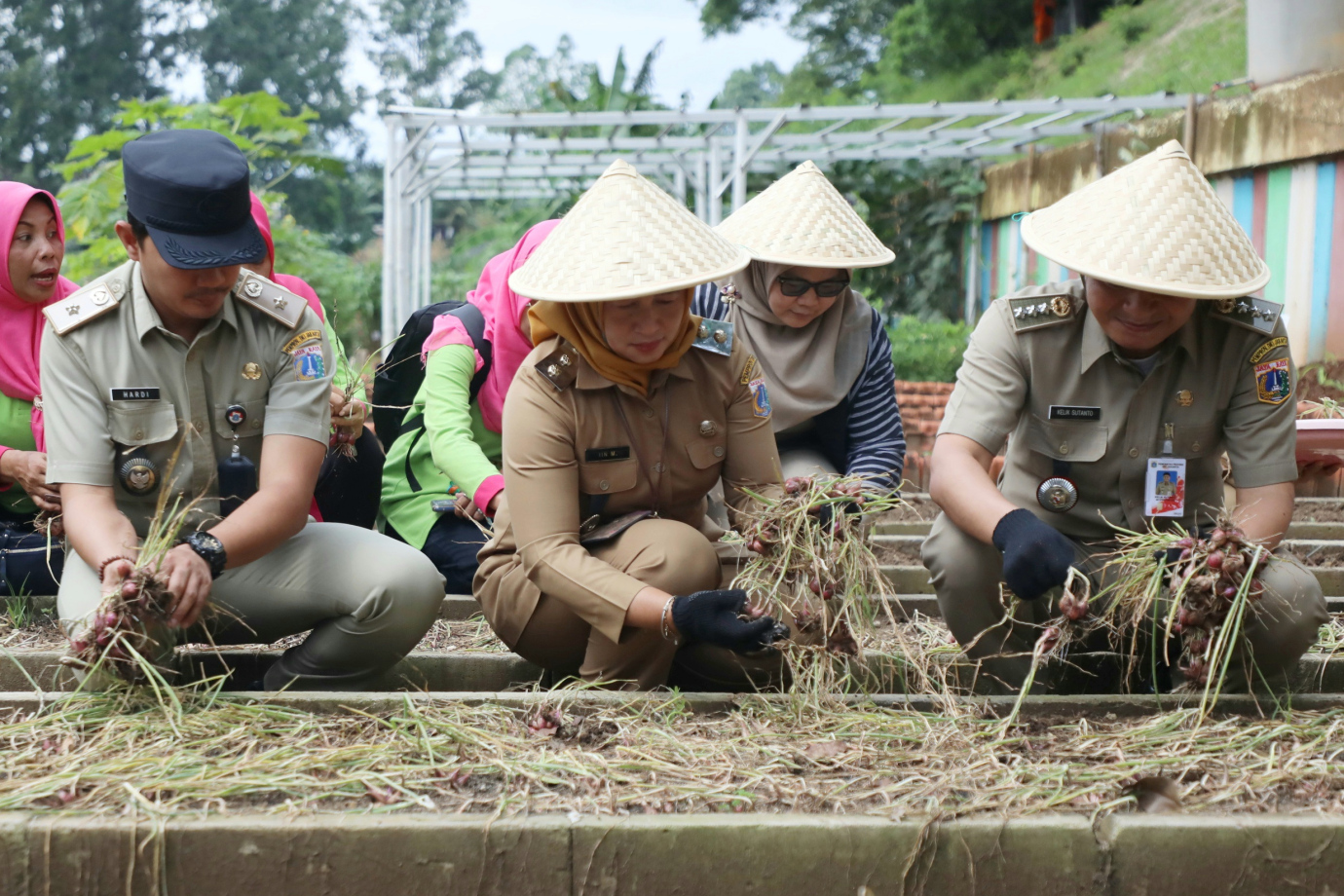 2 PLT Walikota Jaktim Panen Sayuran_2.jpg