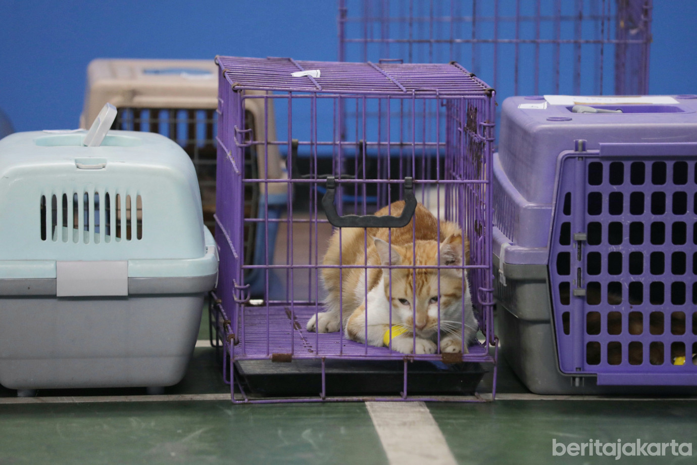 2 Sudin KPKP Jaktim Sterilisasi 107 Kucing Jantan Lokal di Pondok Kelapa_2.jpg
