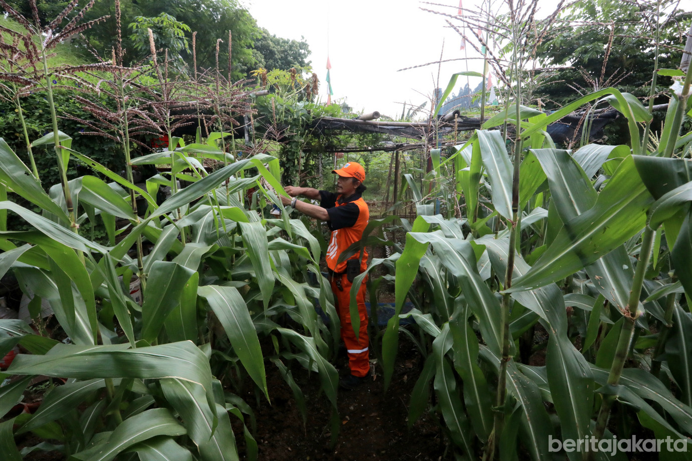 6 PPSU Malaka Jaya Olah Lahan KBT Jadi Kebun Urban Farming_6.jpg