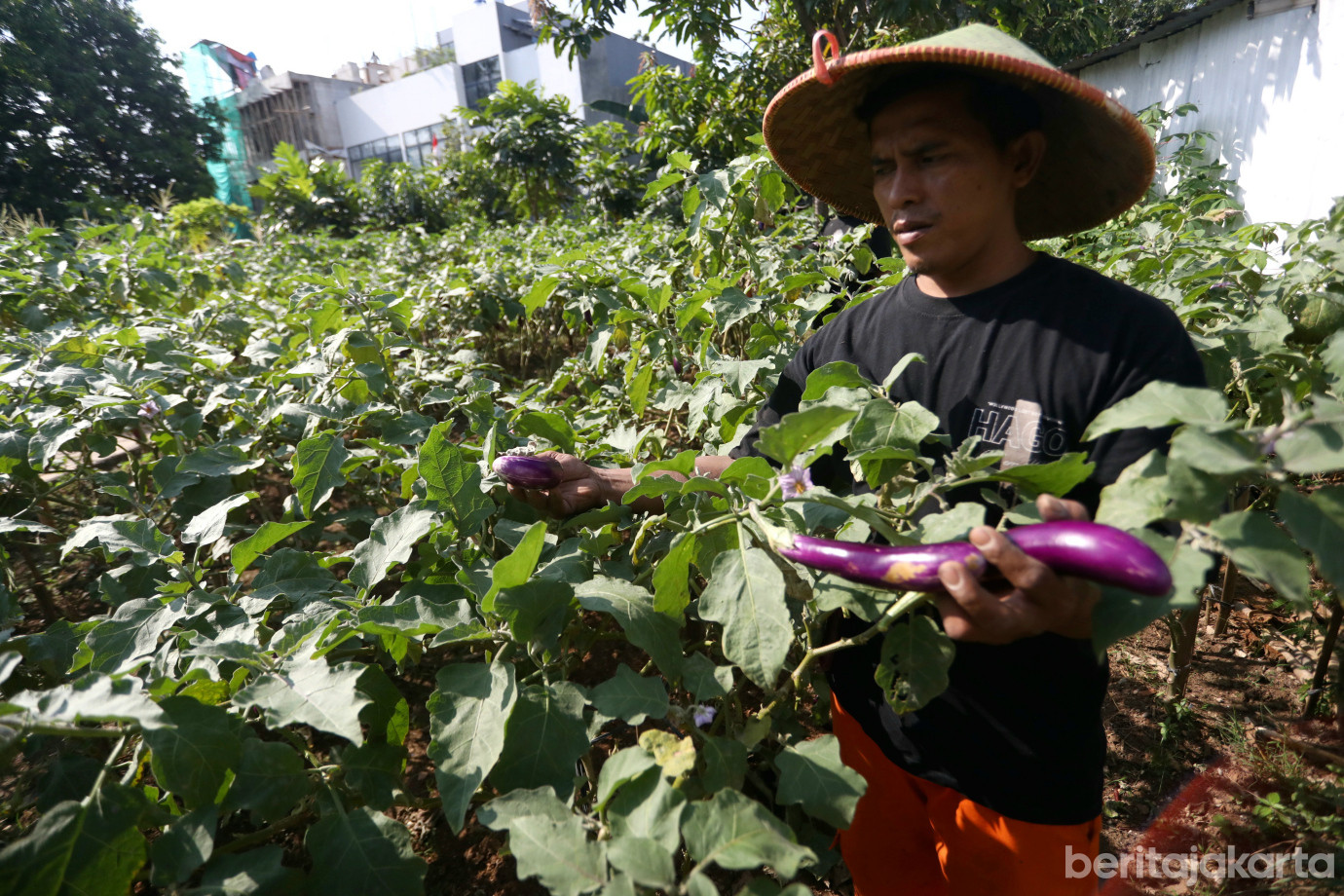 5 Kelurahan Pegangsaan Dua Kembangkan Kawasan Urban Farming _Kebun Gangnam__5.jpg