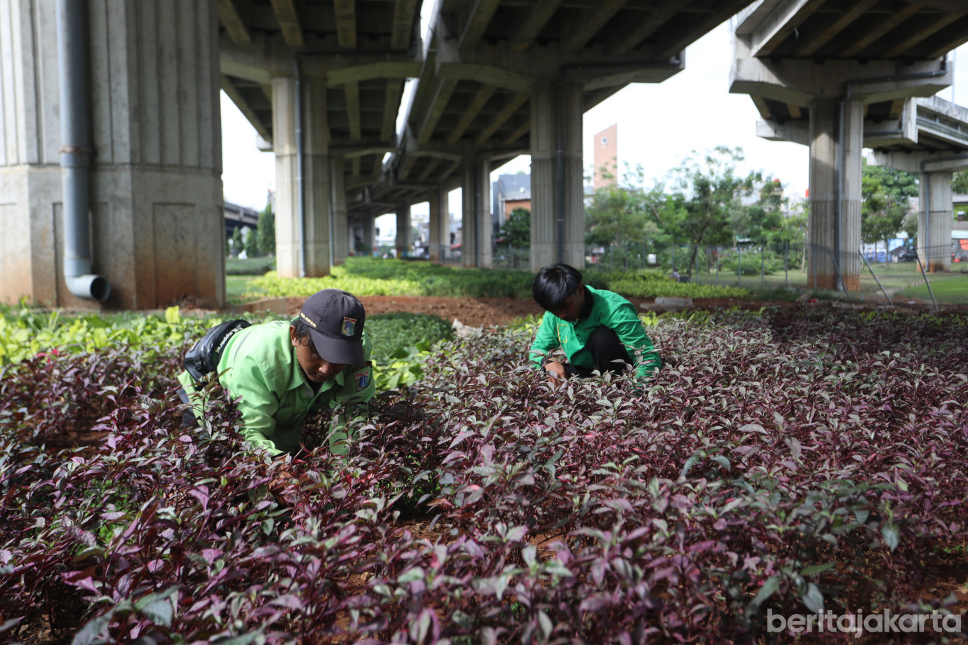 1 Jaga Keindahan Kota, Sudintamhut Rawat Tanaman Hias di DI Panjaitan_1.jpg
