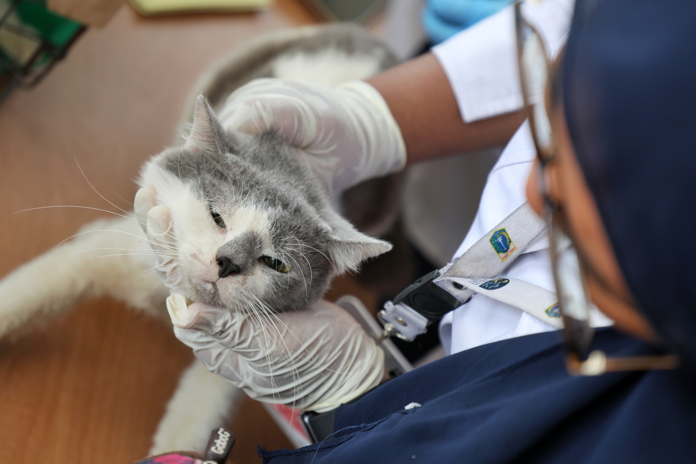 2.Vaksinasi Rabies di Mampang Prapatan.jpg