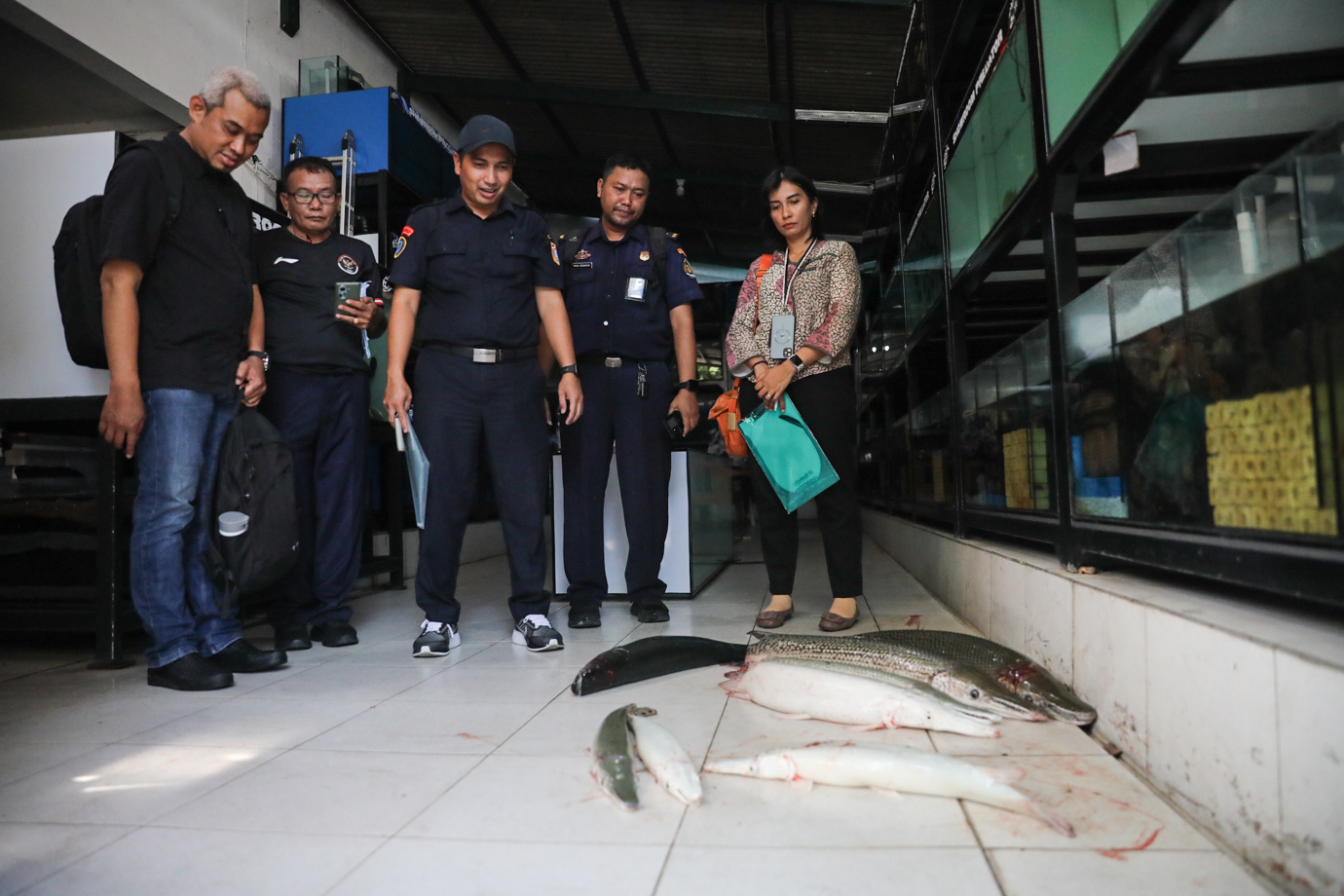 Ikan predator-4.jpg