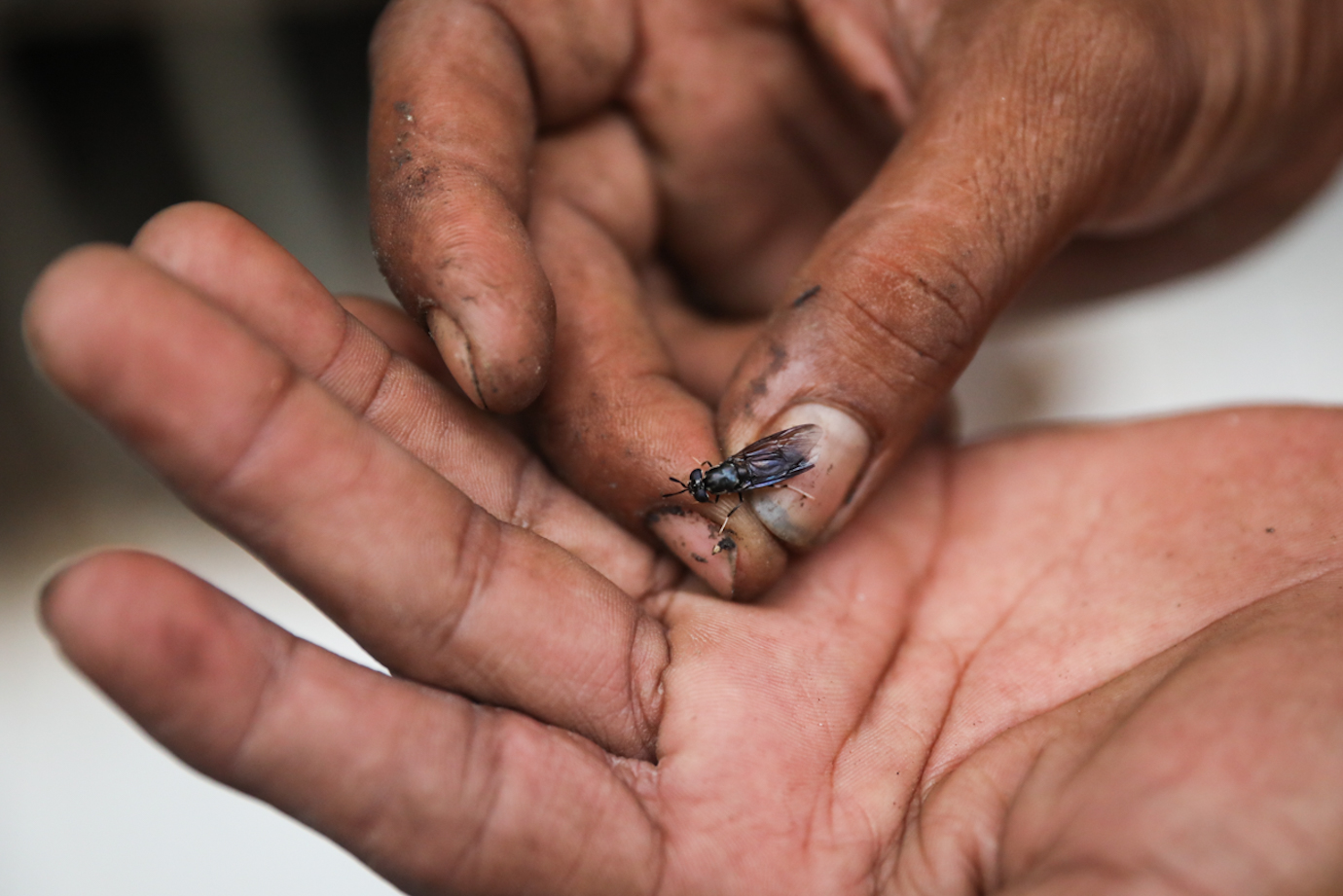 Maggot Cempaka Putih-7.jpg