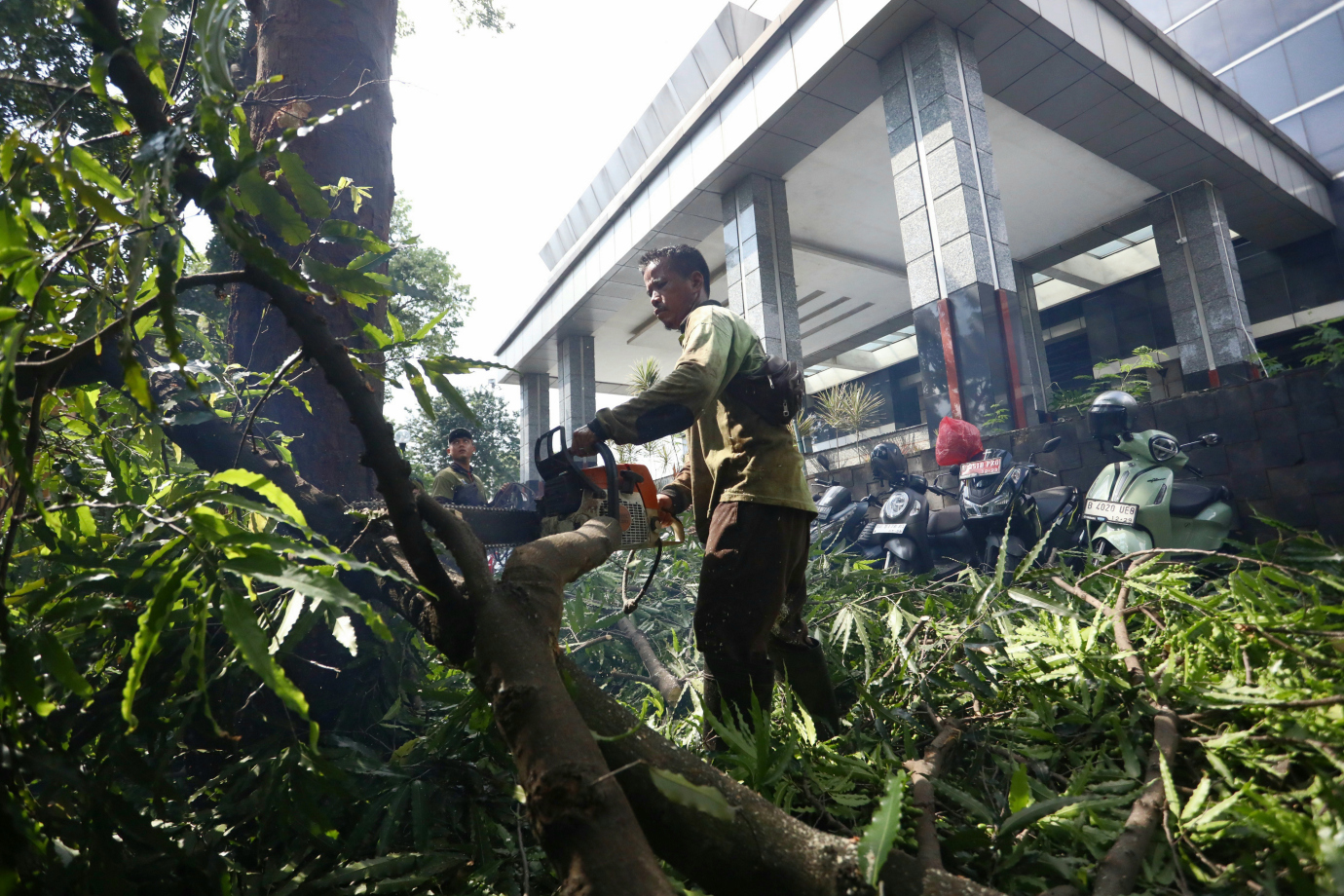 1 Sudin Tamhut Jakarta Timur Toping Pohon di Kantor Walikota Jakarta Timur_1.jpg
