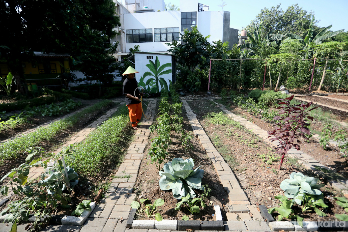 1 Kelurahan Pegangsaan Dua Kembangkan Kawasan Urban Farming _Kebun Gangnam__1.jpg