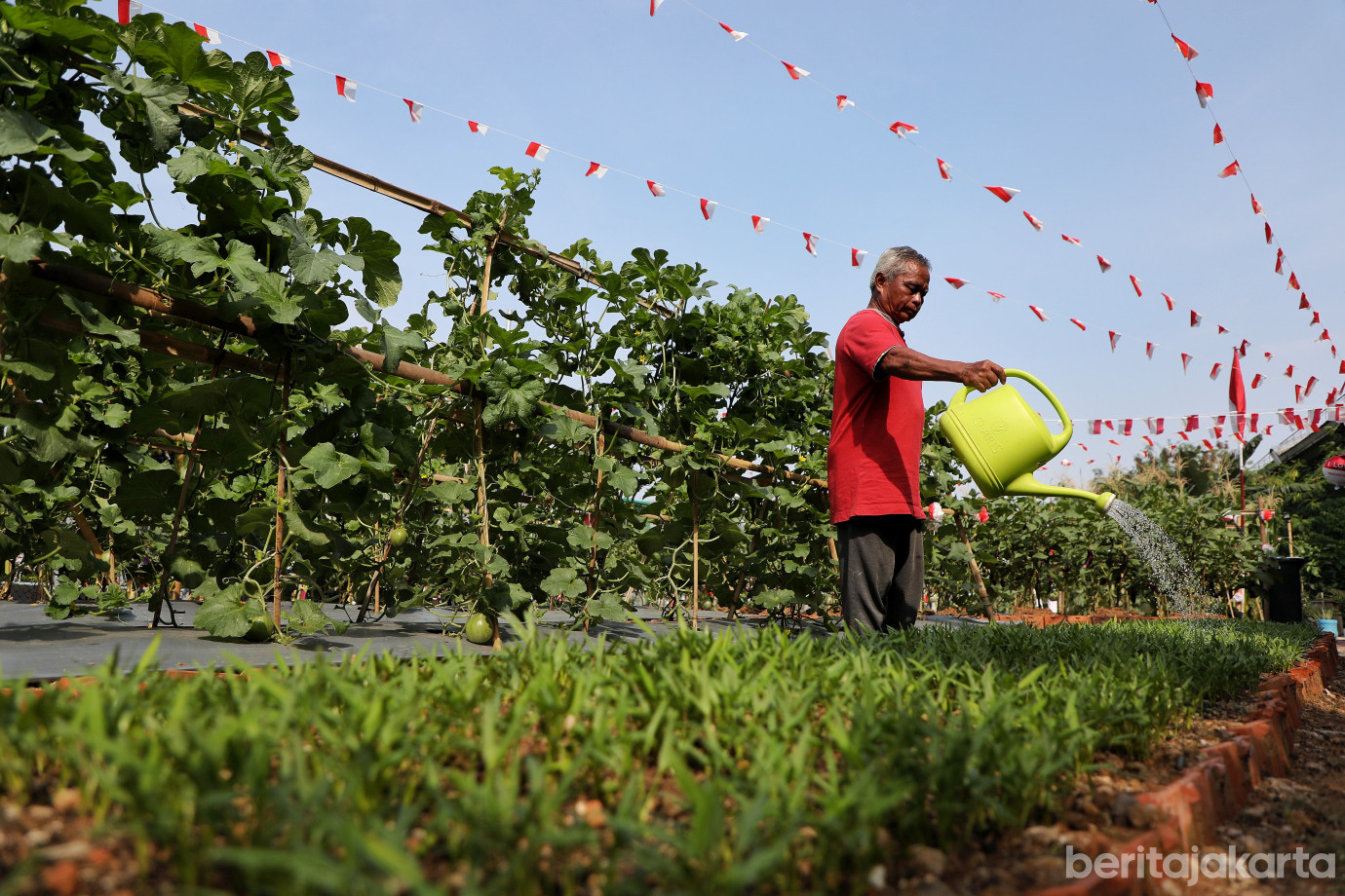 1.Warga RW 12 Cipinang Melayu Manfaatkan Lahan Tidur untuk Urban Farming.jpg