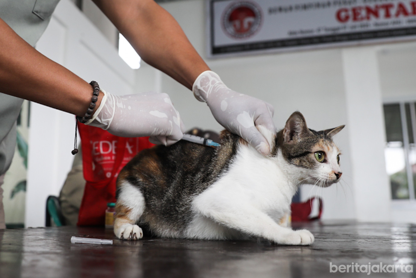 6 Vaksin Rabies Ps Minggu-6.jpg