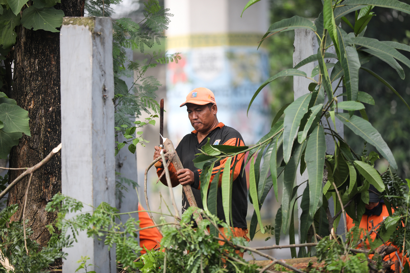 Ppsu pohon tumbang-6.jpg
