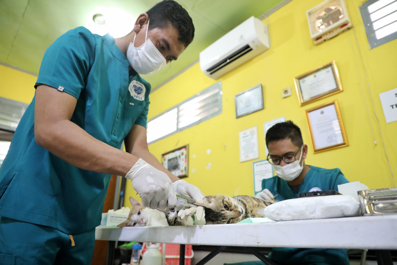 4.Sudin KPKP Bersama YPLI Gelar Sterilisasi Kucing Liar di Cilandak Barat.jpg