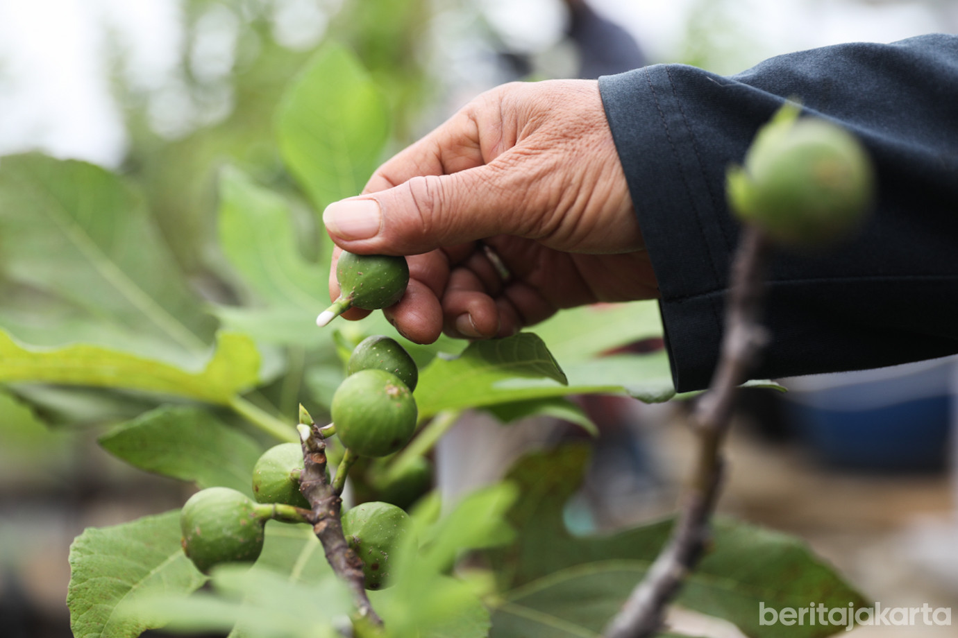 Urban Farming Ps Manggis-7.jpg