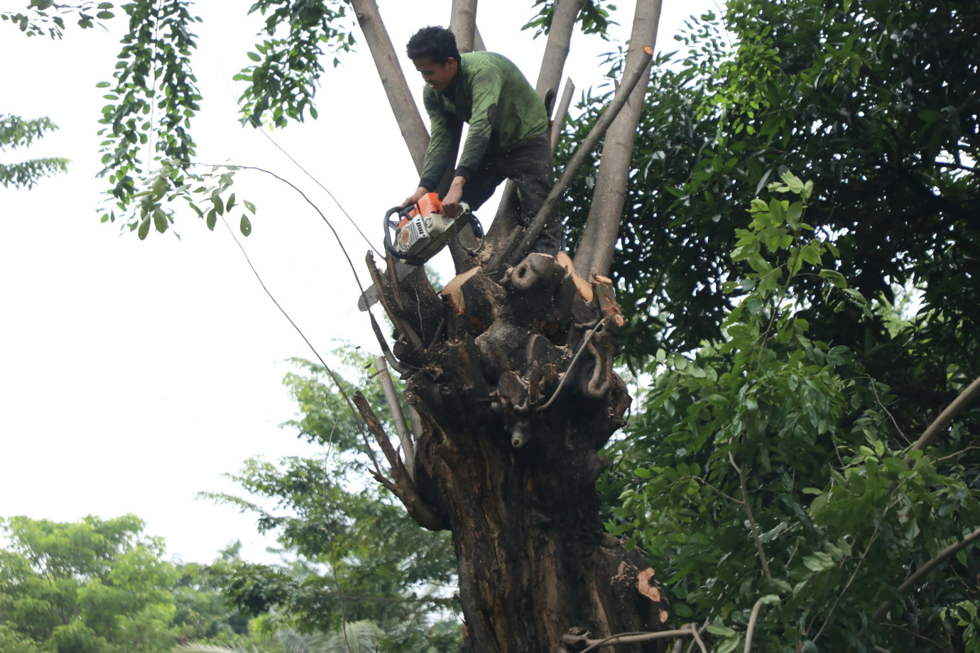 2 Penopingan Pohon di Jalan I Gusti Ngurah Rai_2.jpg