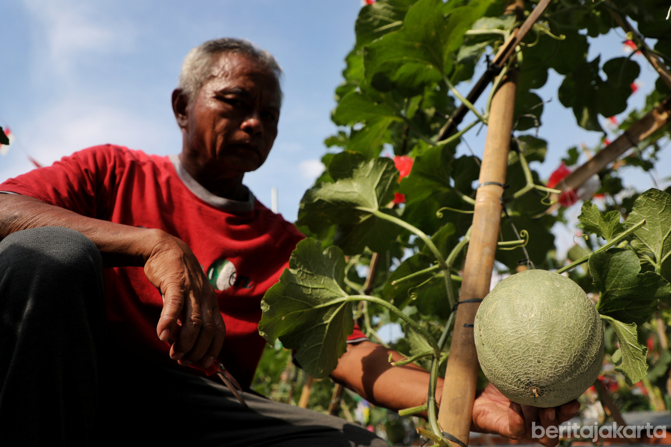 4.Warga RW 12 Cipinang Melayu Manfaatkan Lahan Tidur untuk Urban Farming.jpg