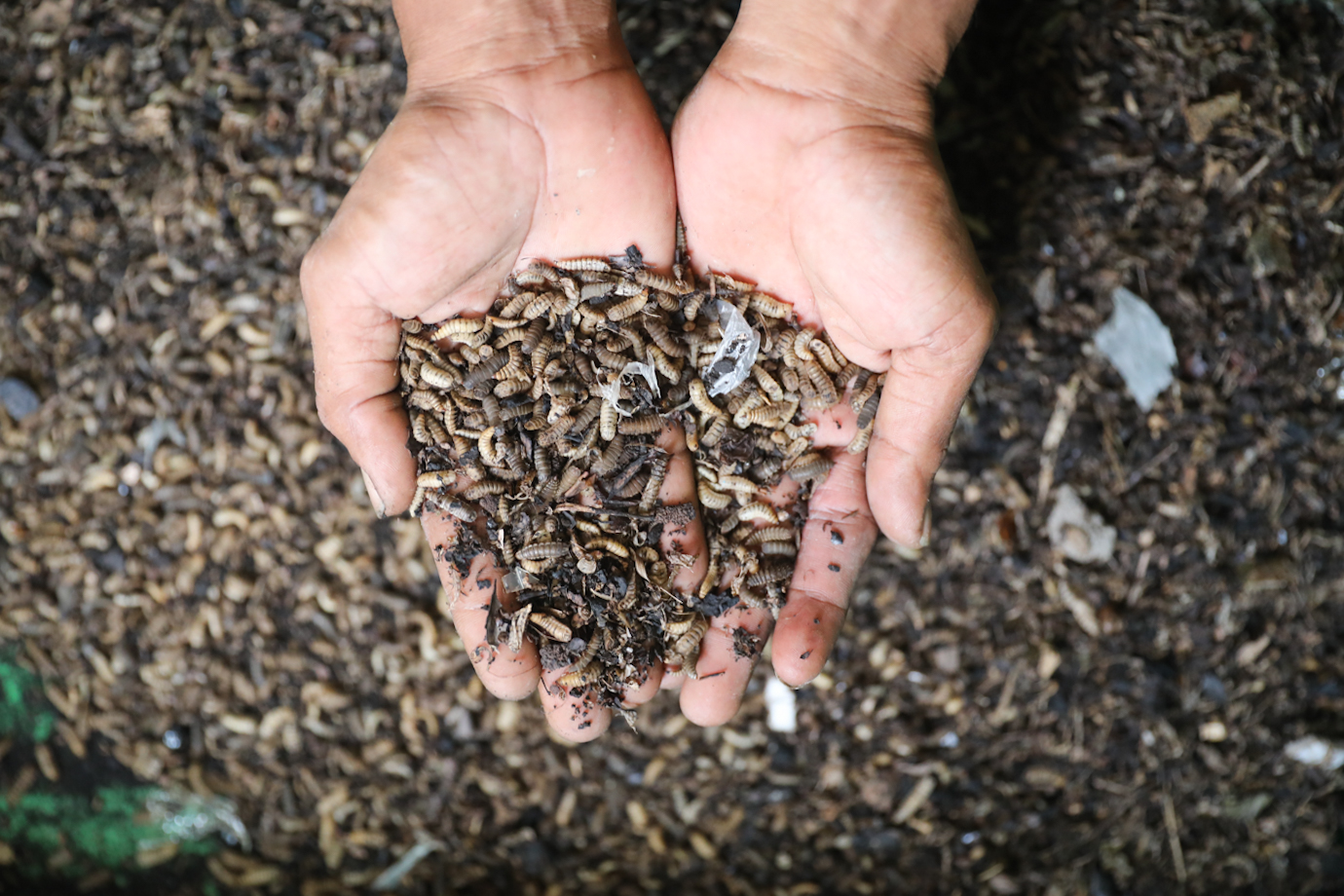 Maggot Cempaka Putih-2.jpg