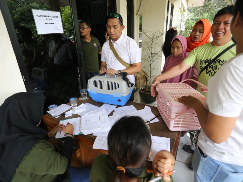 Puluhan Kucing Divaksin dan Disterilisasi - Beritajakarta.id