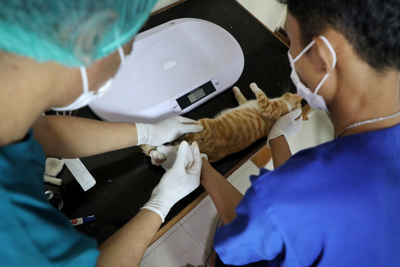 4.Sudin KPKP Jakarta Timur Targetkan Sterilisasi 2000 Ekor Kucing Pada Tahun 2025.jpg