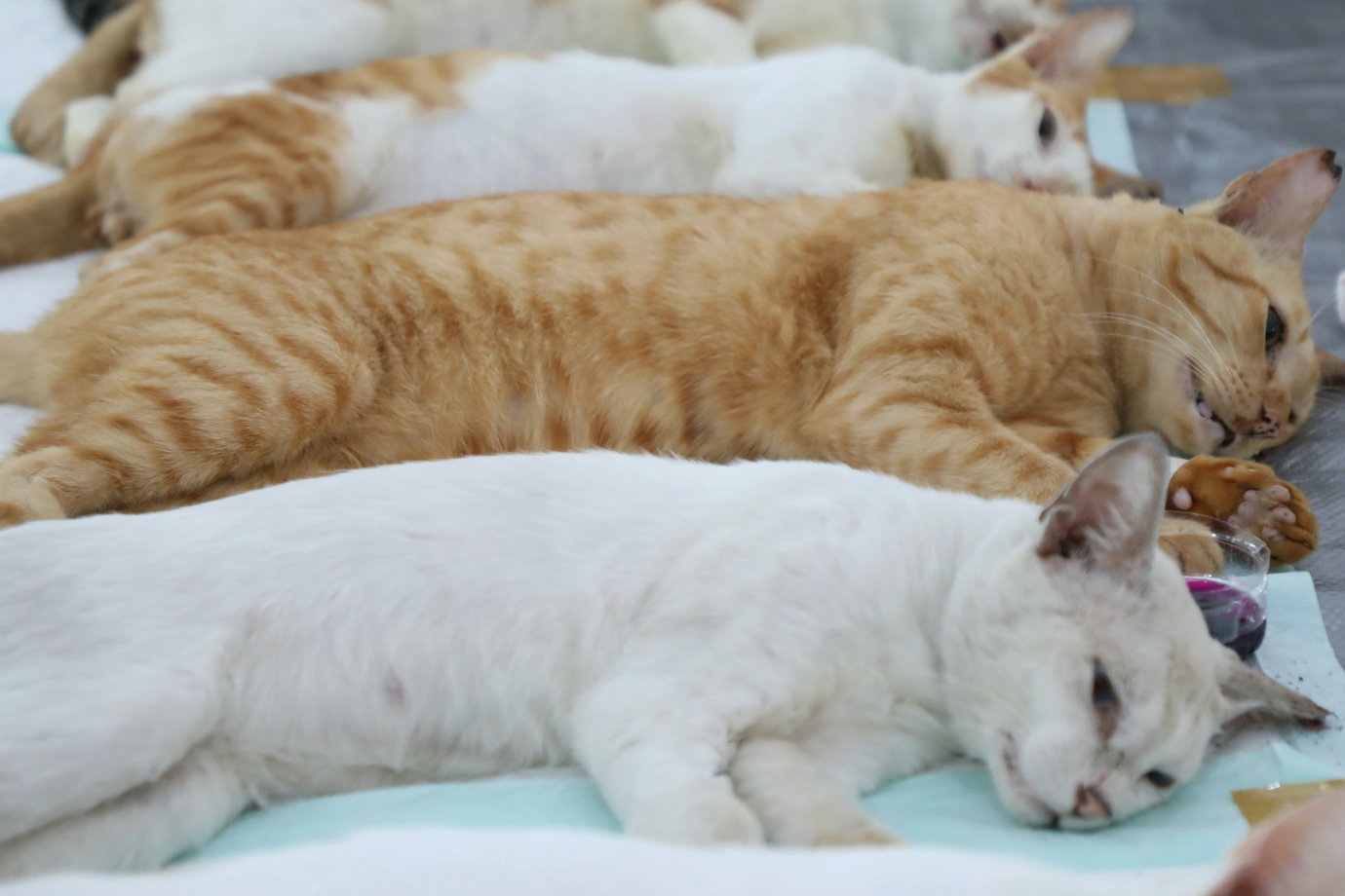 05 128 Kucing Jantan Disteril di Jakarta Pusat_5.jpg