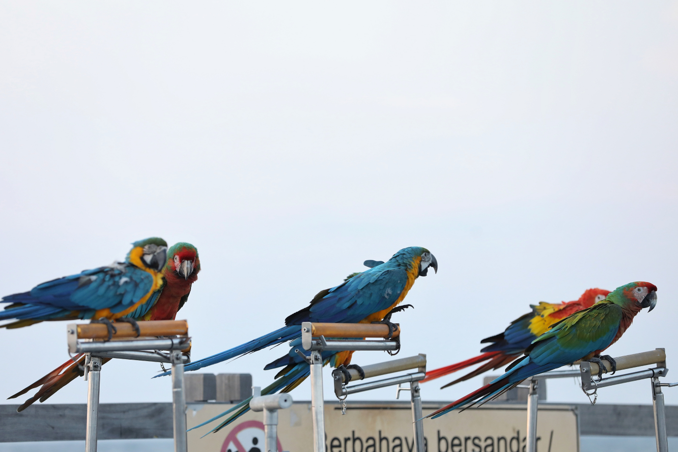 1.komunitas Burung Beo Pacman melakukan free fly burung Macaw.jpg