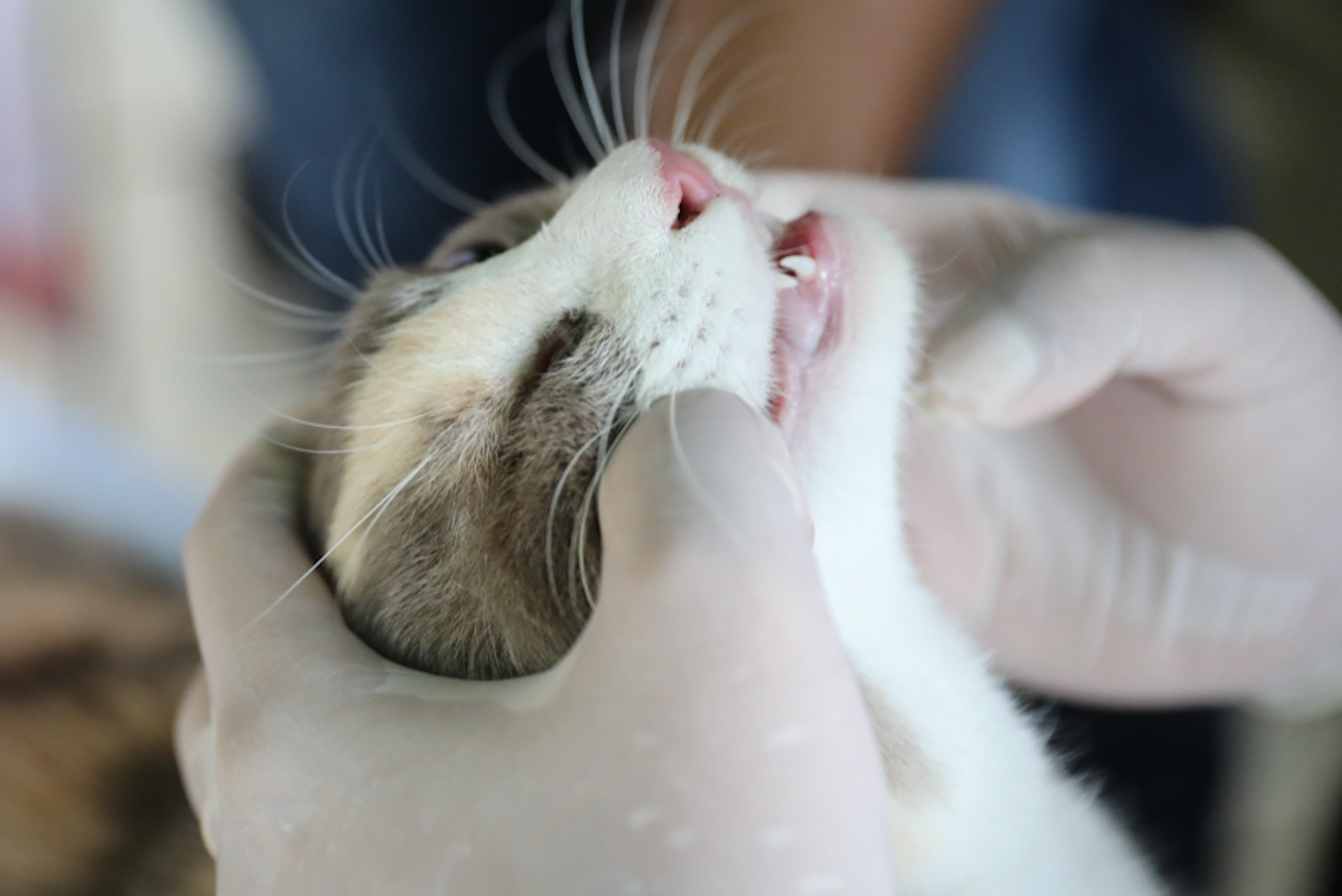 Rabies Manggarai Selatan-1.jpg