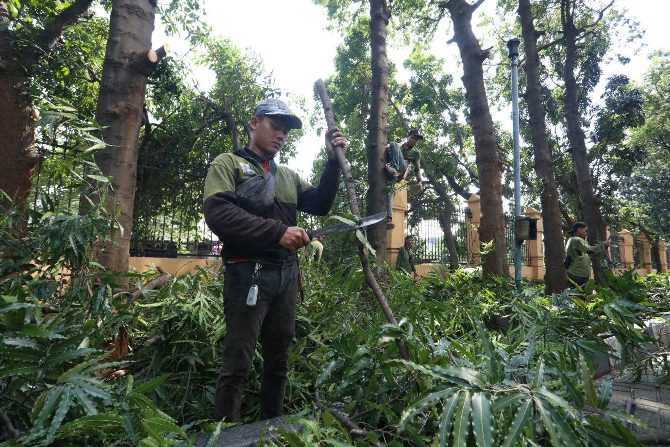 5 Sudin Tamhut Jakarta Timur Toping Pohon di Kantor Walikota Jakarta Timur_5.jpg