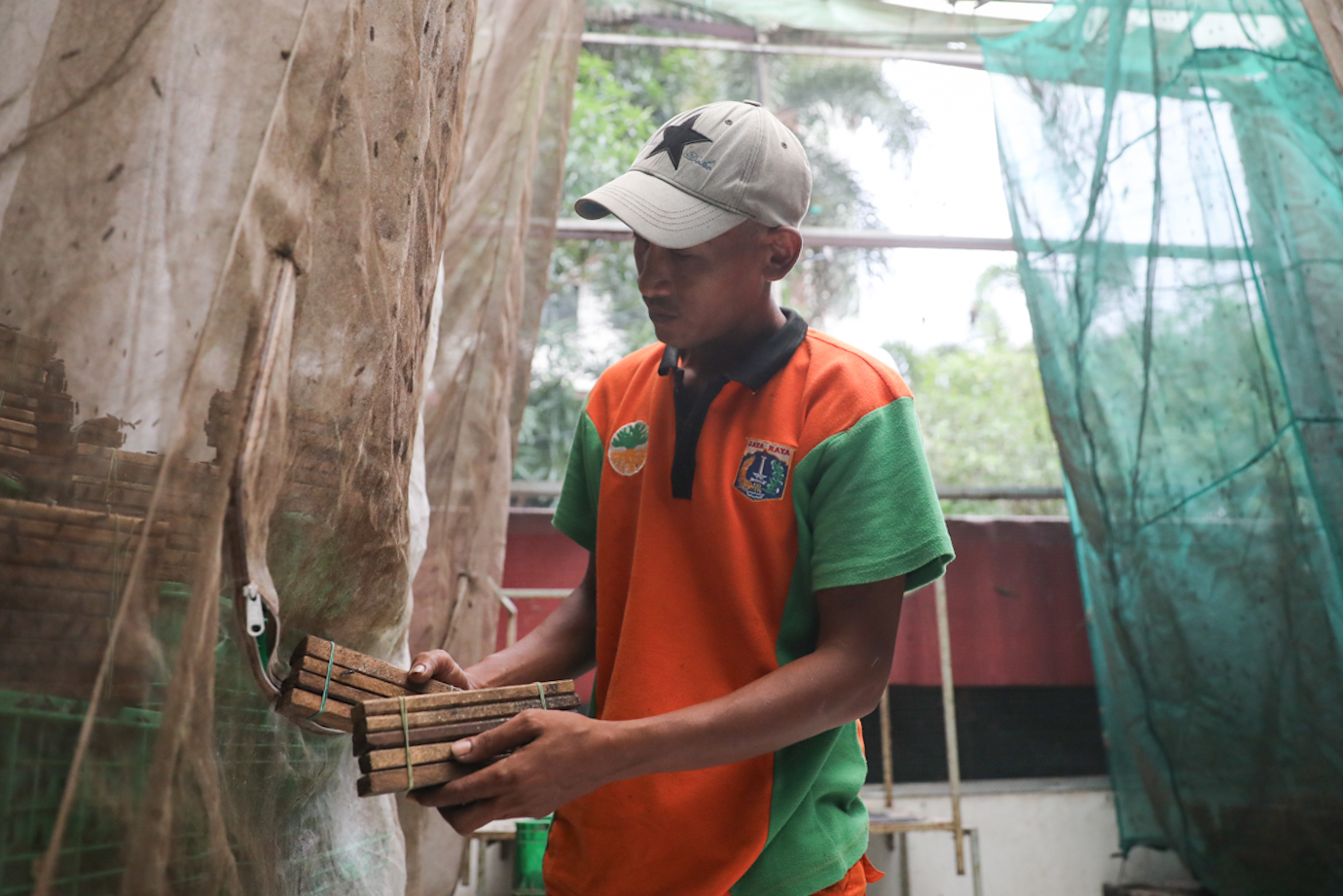 Maggot Cempaka Putih-1.jpg