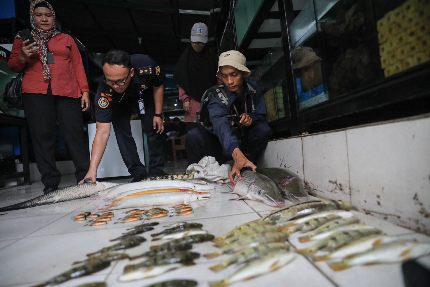 Ikan predator-1.jpg
