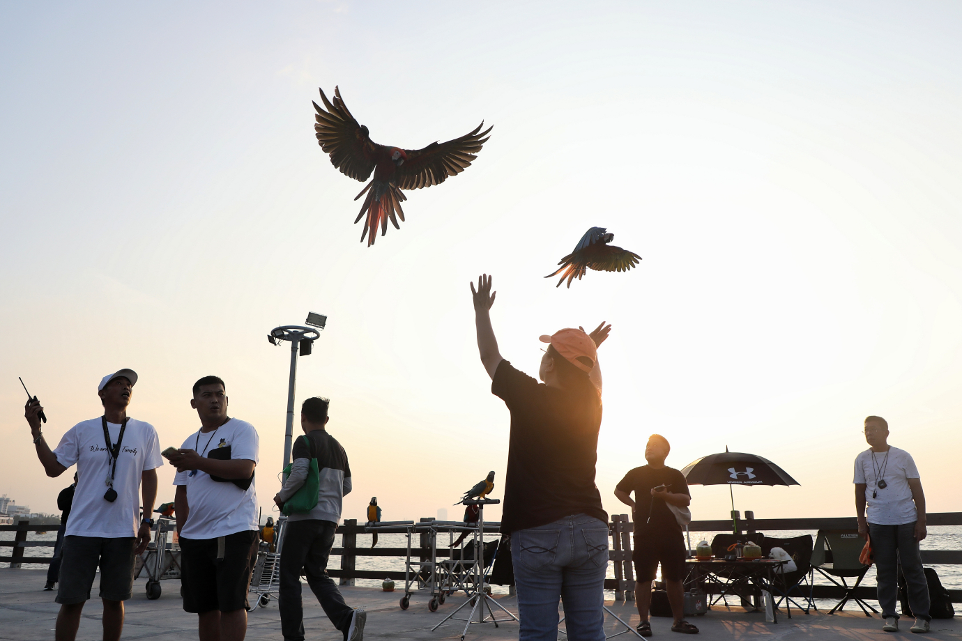 9.komunitas Burung Beo Pacman melakukan free fly burung Macaw.jpg