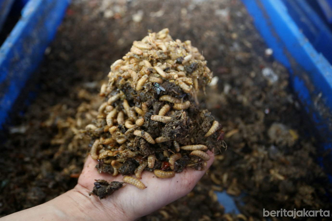 5 Warga Tugu Selatan Olah 50 Ton Sampah per Hari dengan Maggot_5.jpg