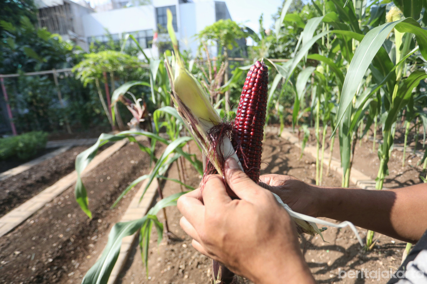 6 Kelurahan Pegangsaan Dua Kembangkan Kawasan Urban Farming _Kebun Gangnam__6.jpg
