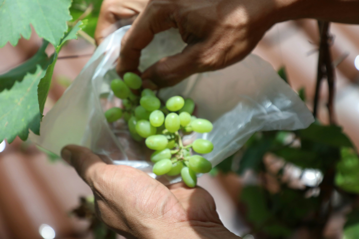 4 Urban Farming Kantor Kelurahan Kebon Manggis_4.jpg