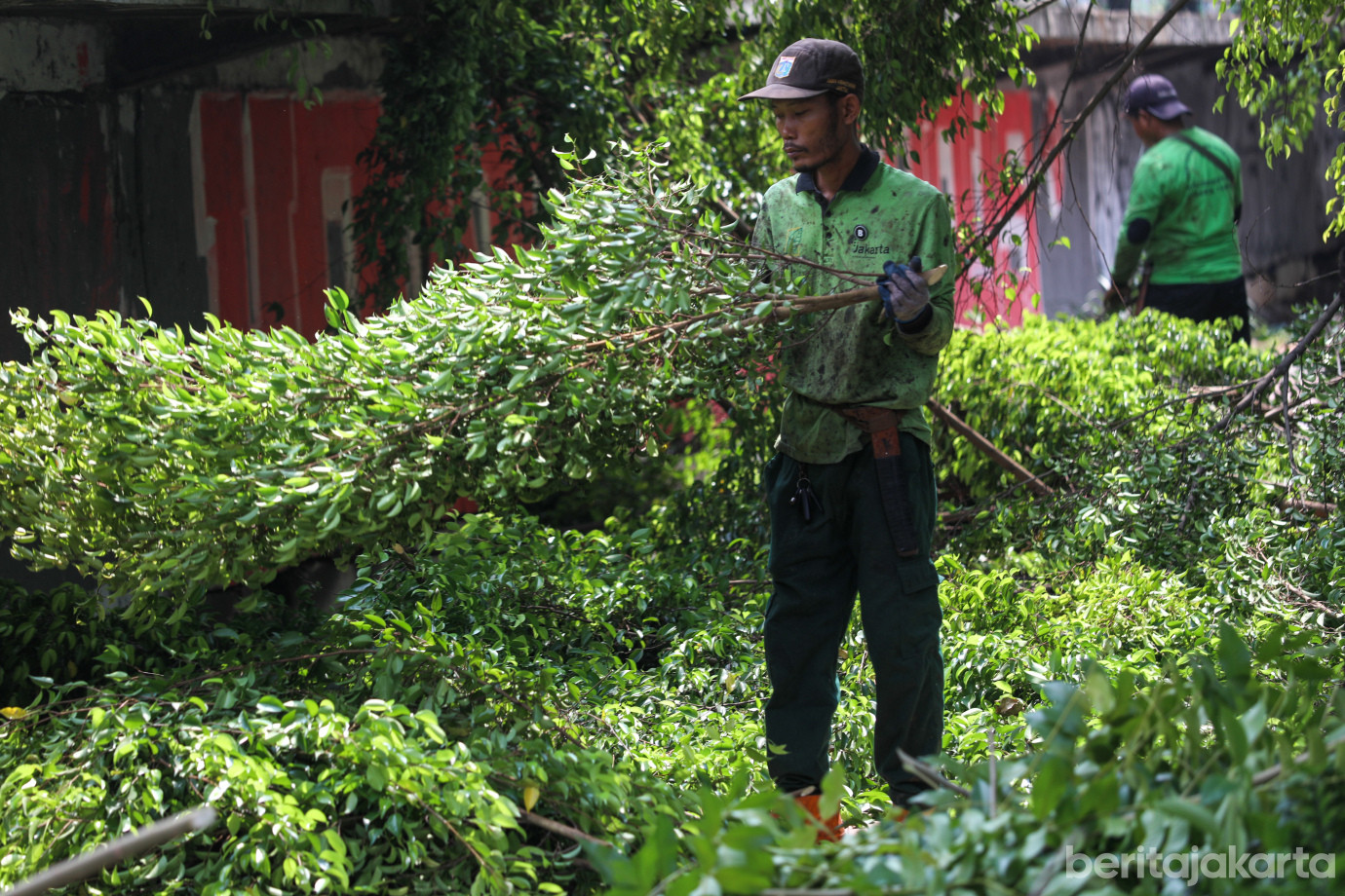 5 Penopingan Pohon di Depan Stasiun Buaran Lama_5.jpg