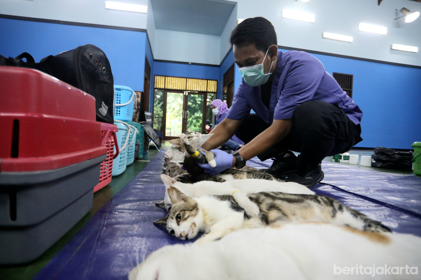 5 Sudin KPKP Jaktim Sterilisasi 107 Kucing Jantan Lokal di Pondok Kelapa_5.jpg