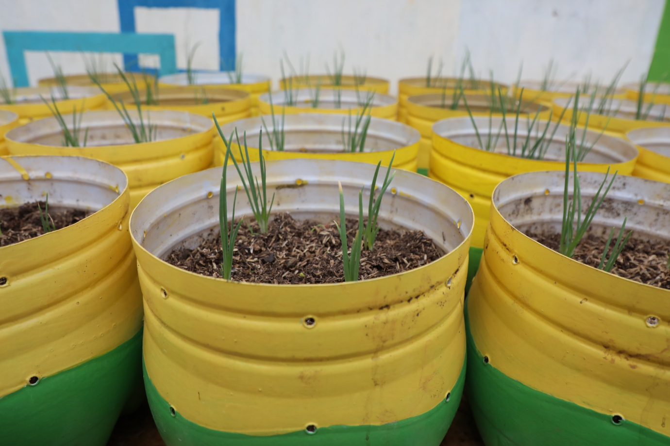 5 Urban Farming Rptra bunga rampai 5.jpg