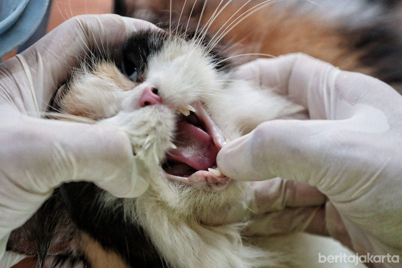4.Vaksinasi Rabies Taman Cibeber.jpg