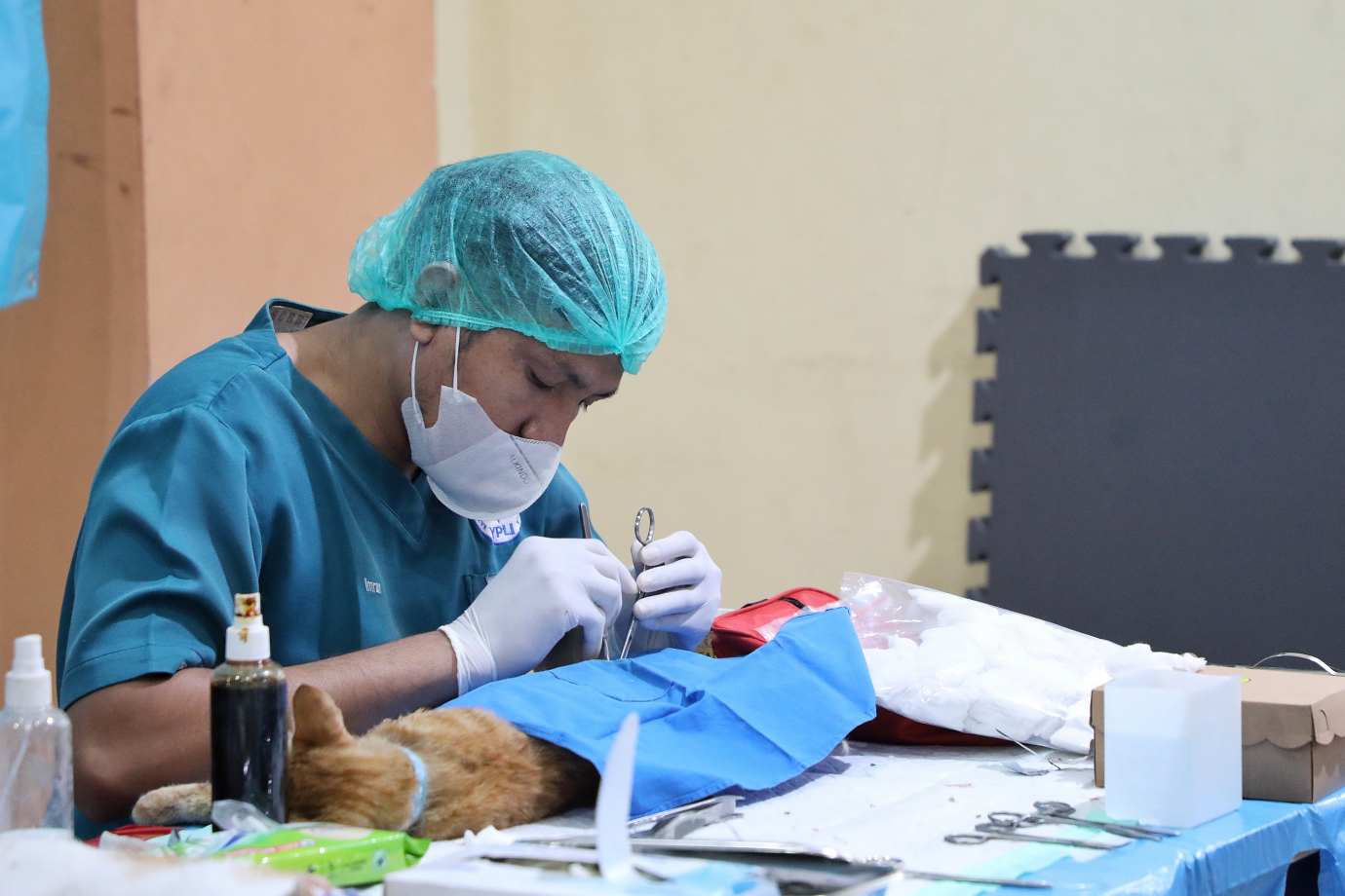 6.Sudin KPKP Jakarta Timur Targetkan Sterilisasi 2000 Ekor Kucing Pada Tahun 2025.jpg
