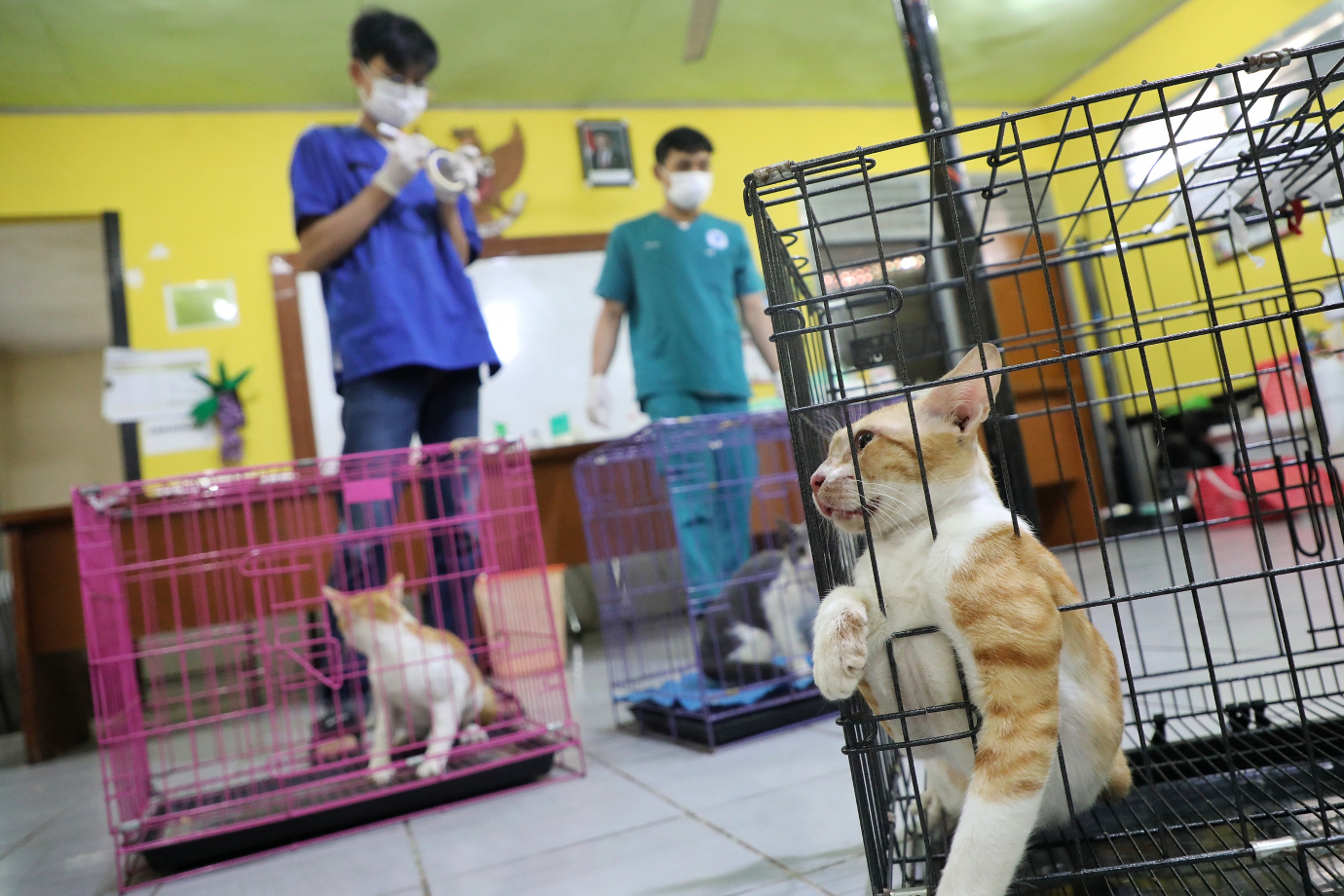 3.Sudin KPKP Bersama YPLI Gelar Sterilisasi Kucing Liar di Cilandak Barat.jpg