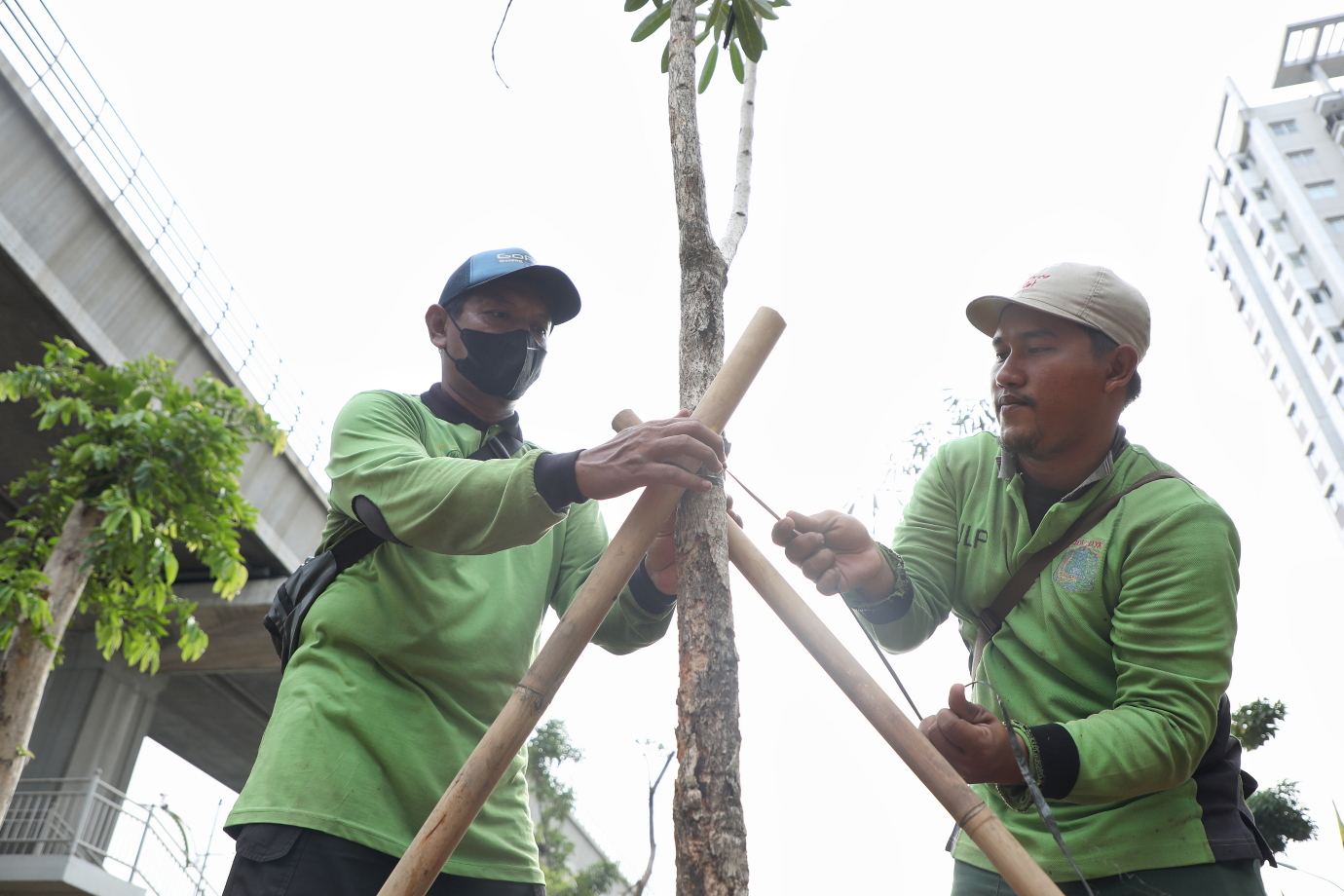 4.15 Pohon Tabebuya Kuning Ditanam di Jalur Hijau MT Haryono.jpg