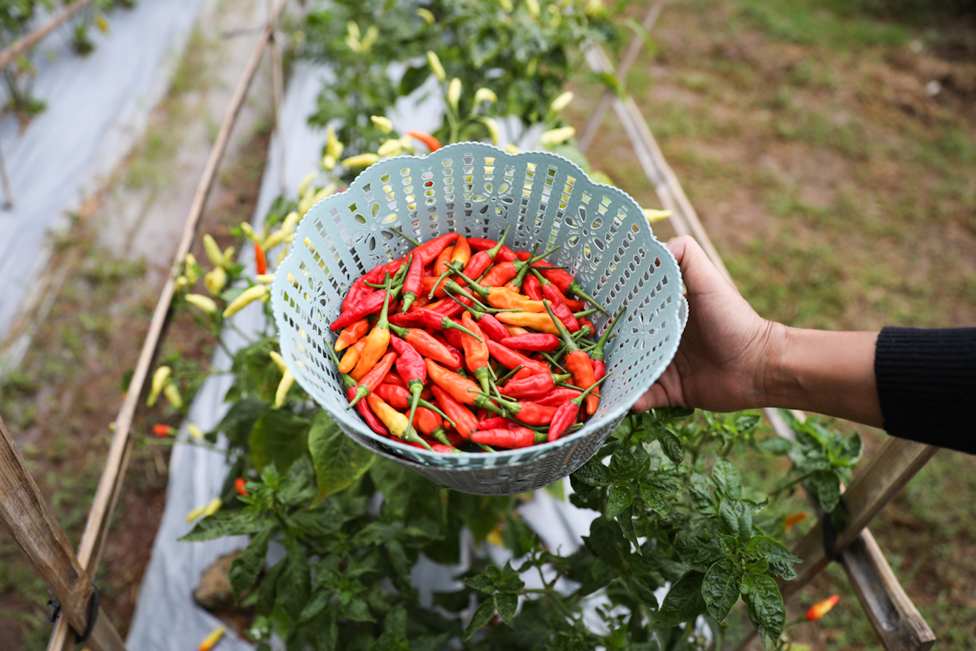 6 Tanam Serentak Joglo-3.jpg