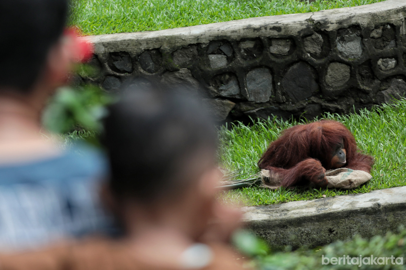 7.Ragunan Ramai Dikunjungi Saat Libur Natal 2025.jpg