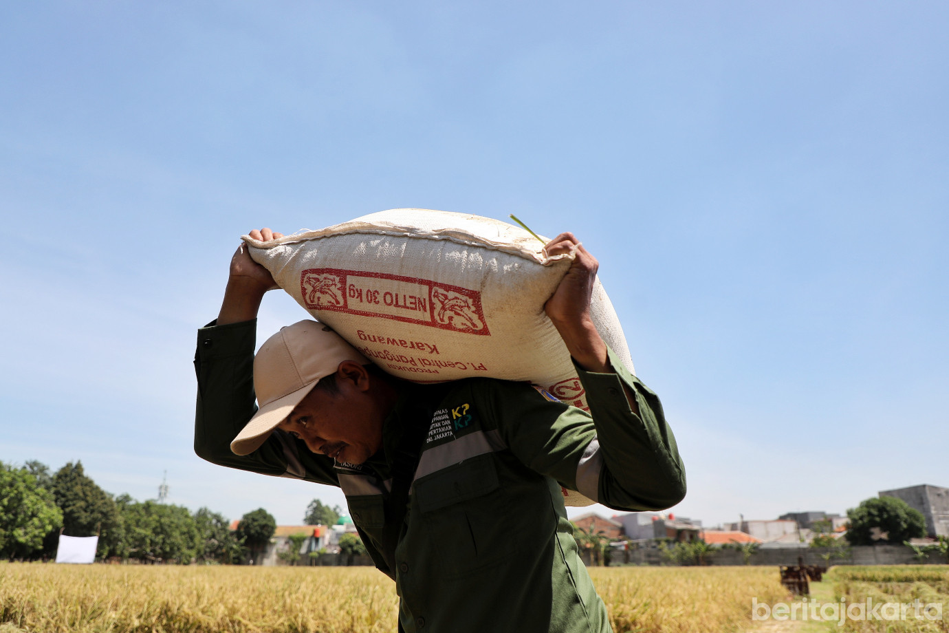 8.9,2 Ton Padi Berhasil Dipanen di Kebon Bibit Ujung Menteng.jpg