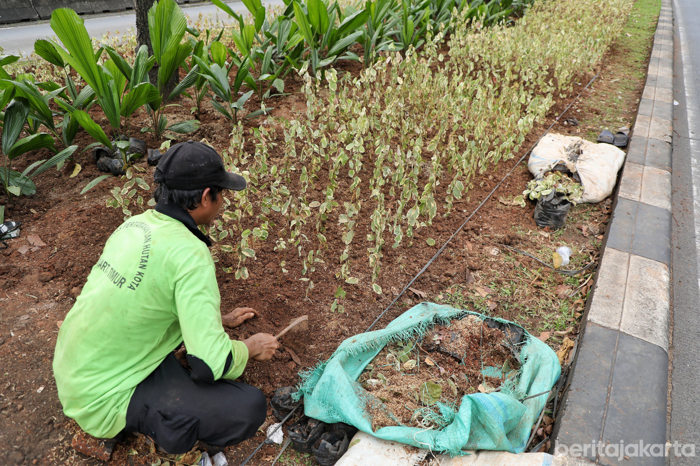 2.Sudin Pertamanan Jaktim Tata Jalur Hijau di Jalan Mayjen Sutoyo.jpg