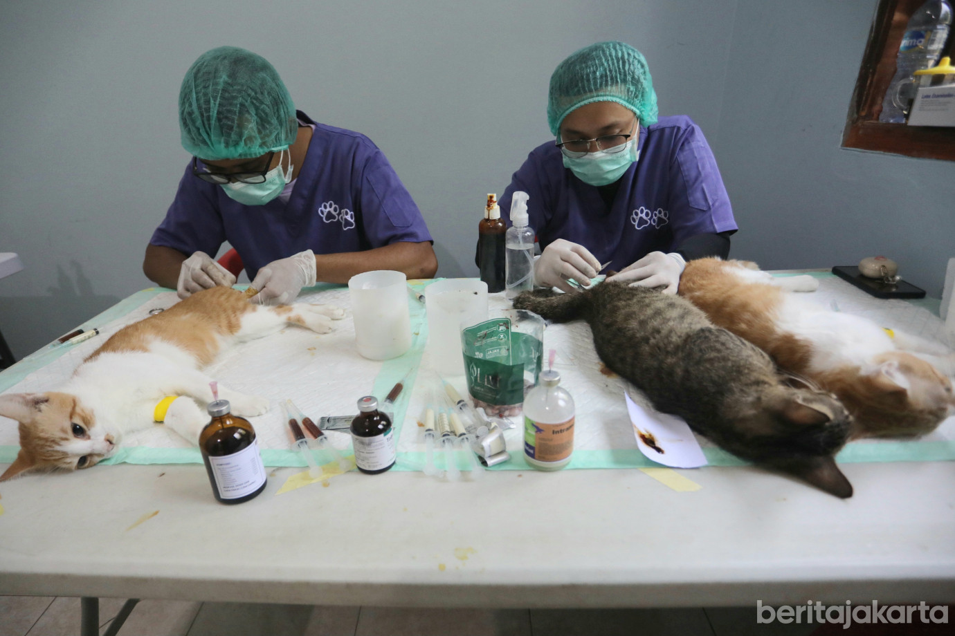 4 Sudin KPKP Jaktim Sterilisasi 107 Kucing Jantan Lokal di Pondok Kelapa_4.jpg