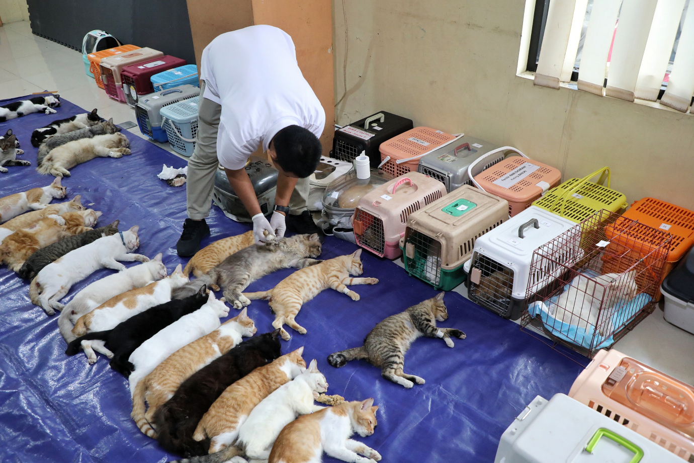 8.Sudin KPKP Jakarta Timur Targetkan Sterilisasi 2000 Ekor Kucing Pada Tahun 2025.jpg