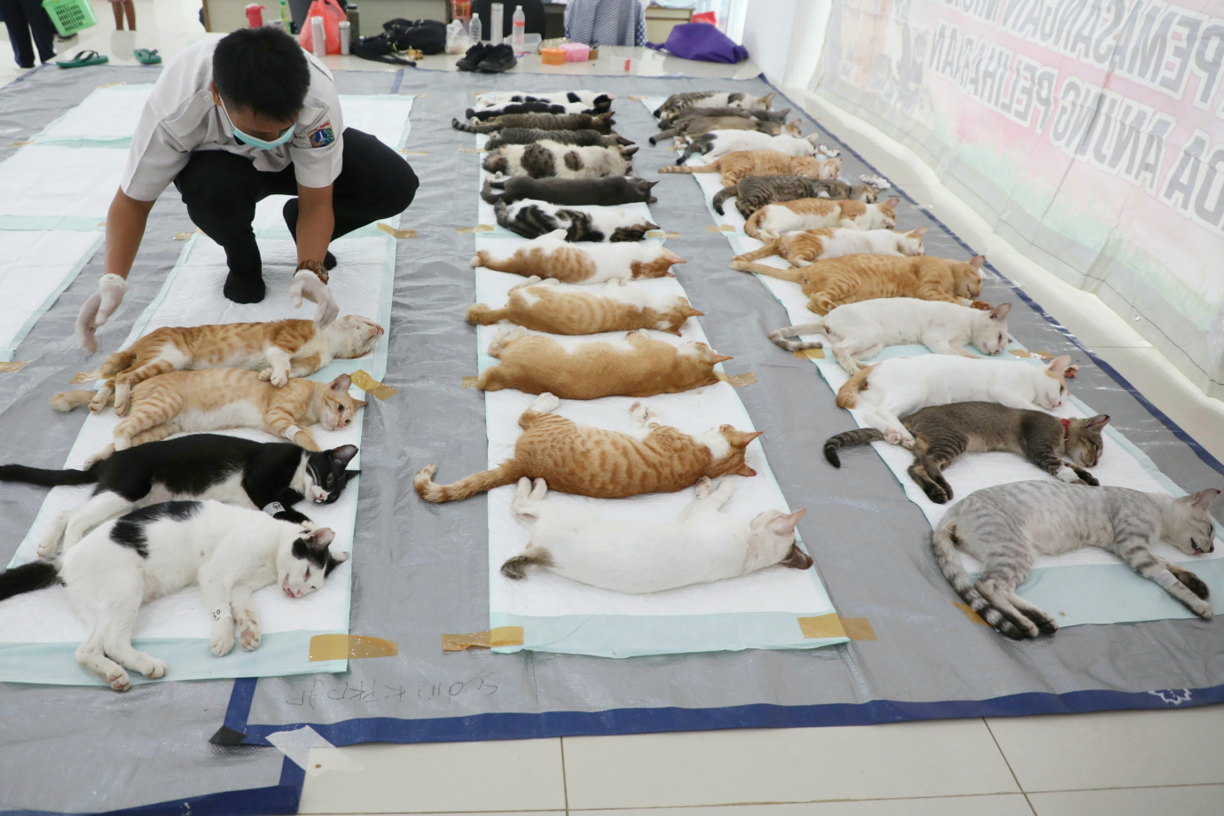 04 128 Kucing Jantan Disteril di Jakarta Pusat_4.jpg